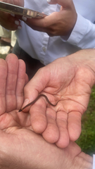 Storeria occipitomaculata