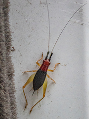 Phyllopalpus pulchellus