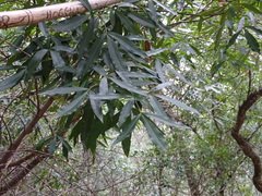 Platylophus trifoliatus