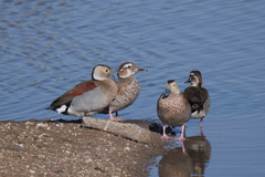 Callonetta leucophrys