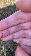 Agrostis