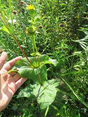 Silphium perfoliatum