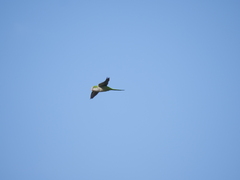 Myiopsitta monachus