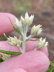 Pseudognaphalium obtusifolium