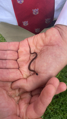 Storeria occipitomaculata