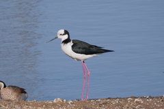 Himantopus mexicanus
