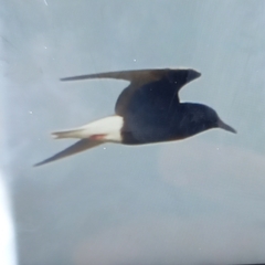 Chlidonias leucopterus