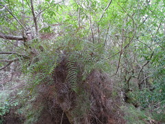 Gleichenia polypodioides