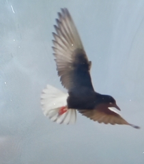 Chlidonias leucopterus