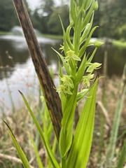 Habenaria repens