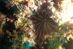 Echinostrephus