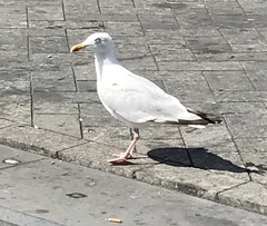 Larus