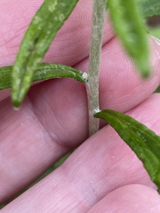 Pseudognaphalium obtusifolium