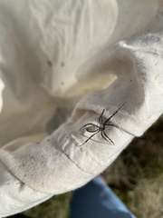 Argiope trifasciata