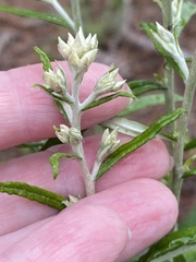 Pseudognaphalium obtusifolium