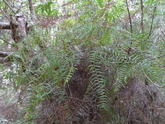 Gleichenia polypodioides