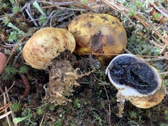 Scleroderma septentrionale