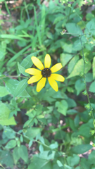 Rudbeckia triloba