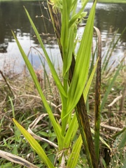 Habenaria repens