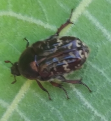 Euphoria leucographa