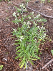 Pseudognaphalium obtusifolium