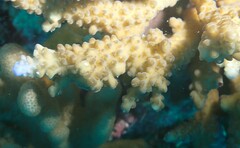 Acropora