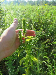 Agastache nepetoides