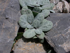 Silene variegata