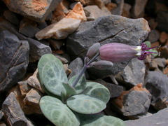 Silene variegata