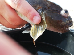 Neogobius melanostomus