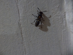 Polybia ruficeps xanthops