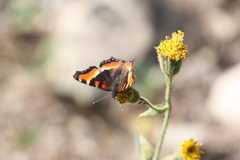 Aglais milberti