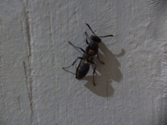 Polybia ruficeps xanthops