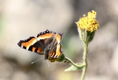 Aglais milberti