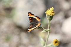 Aglais milberti