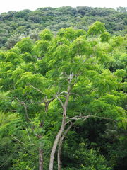 Radermachera sinica