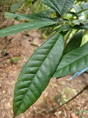 Lithocarpus brevicaudatus