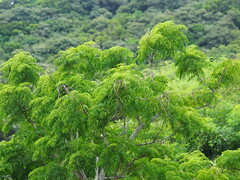 Radermachera sinica