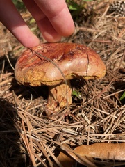 Exsudoporus floridanus