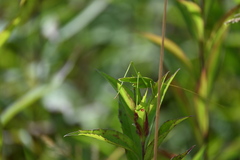 Phaneroptera falcata