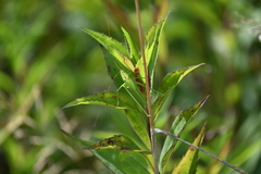 Phaneroptera falcata