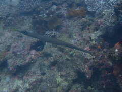 Aulostomus chinensis