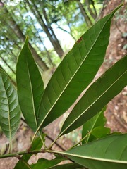 Lithocarpus brevicaudatus