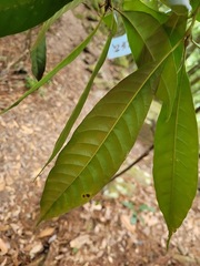 Lithocarpus brevicaudatus
