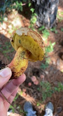 Exsudoporus floridanus