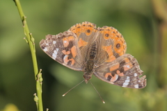 Vanessa braziliensis