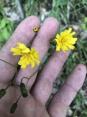 Hieracium venosum