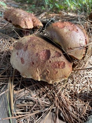 Exsudoporus floridanus