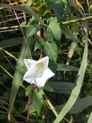 Calystegia sepium