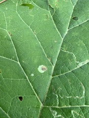 Calycomyza flavinotum